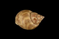 藏品(臺灣鳳螺)的圖片